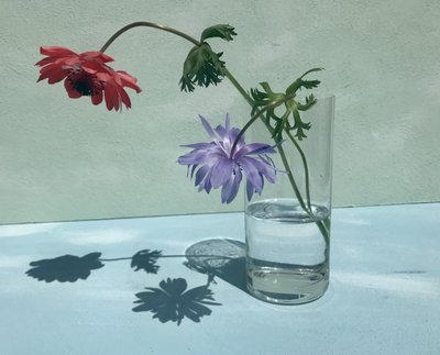 Levende blomsterskygger af Donatella Basso