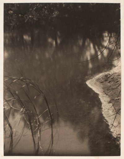 Studie af træer spejlet i vand, ca. 1925-34 (platintryk) af Doris Ulmann