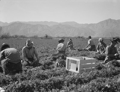 Gulerodsudtrækkere fra Texas, Oklahoma, Missouri, Arkansas og Mexico, Californien af Dorothea Lange