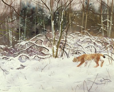 Lynx og hare af Douglas Anderson