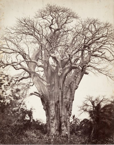 Baobab ved Moheli, 1863. af Désiré Charnay