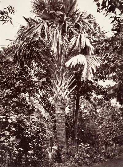 Grand Latanier, 1863. af Désiré Charnay