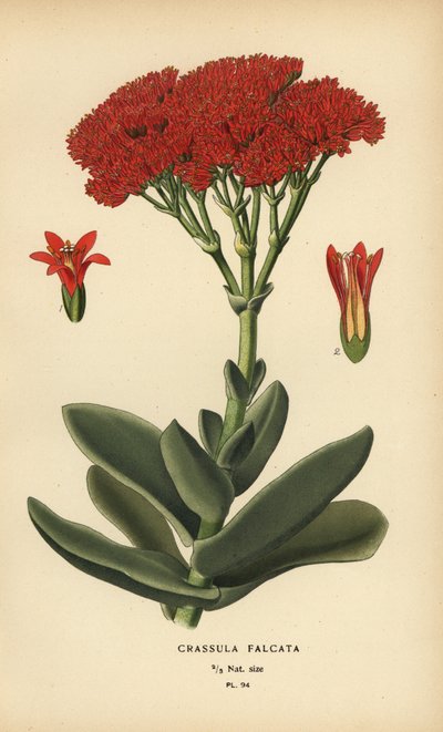 Flyplante, Crassula perfoliata var. kæben. af Désiré Georges Jean Marie Bois