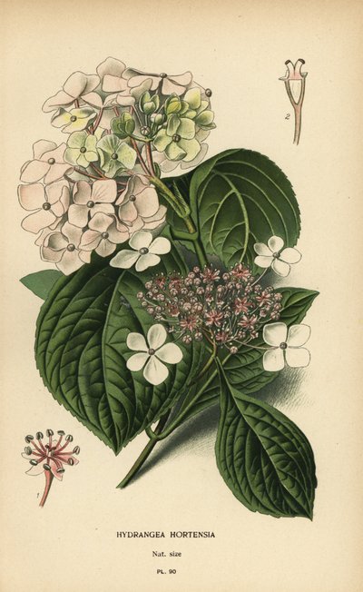 Bigleaf hortensia, Hortensia macrophylla. af Désiré Georges Jean Marie Bois