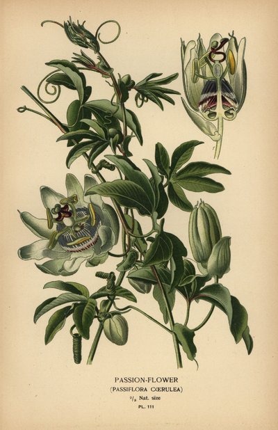 Blå passionsblomst, Passiflora caerulea. af Désiré Georges Jean Marie Bois