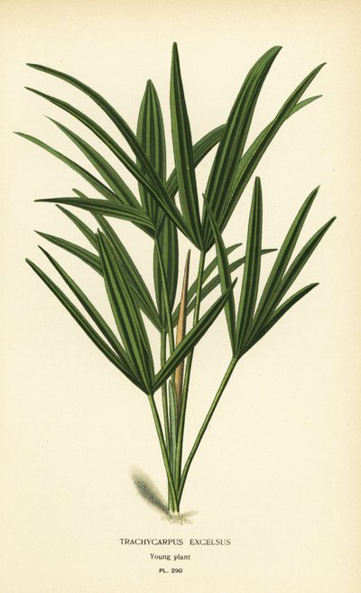 Bredbladet damepalme eller bambuspalme, Rhapis excelsa (Trachycarpus excelsus). Kromolitografi fra en illustration af Desire Bois fra Edward Step