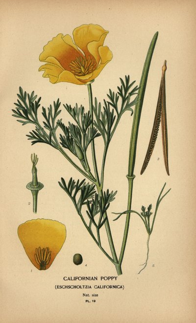Californisk valmue, Eschscholzia californica af Désiré Georges Jean Marie Bois