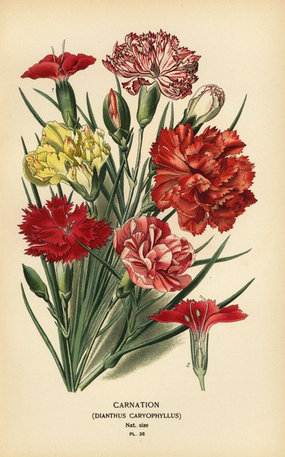 Nellik, Dianthus caryophyllus. af Désiré Georges Jean Marie Bois