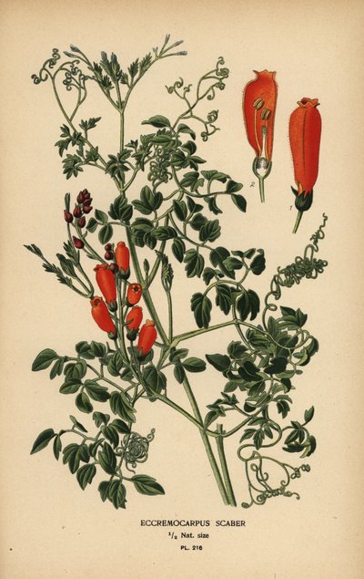 Chilensk herlighedsblomst, Eccremocarpus scaber. af Désiré Georges Jean Marie Bois