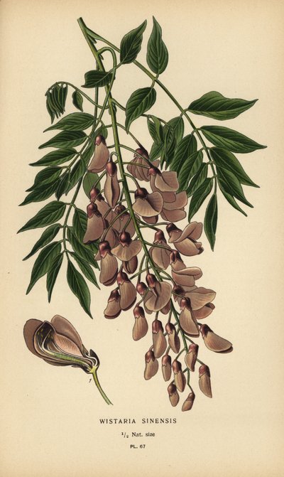 Kinesisk blåregn, Wisteria sinensis. af Désiré Georges Jean Marie Bois