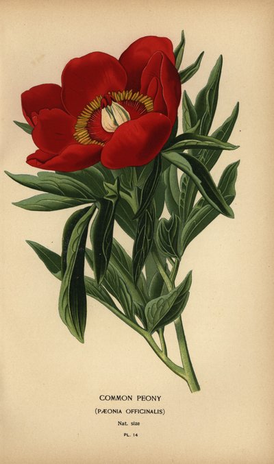 Almindelig pæon, Paeonia officinalis. af Désiré Georges Jean Marie Bois