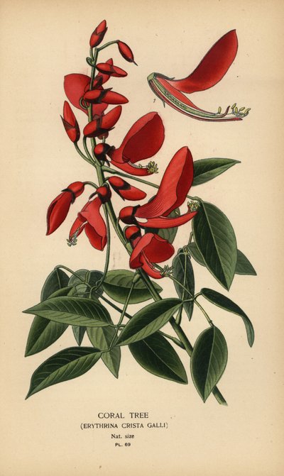 Koraltræ, Erythrina crista-galli. af Désiré Georges Jean Marie Bois