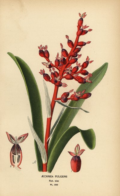 Koralbær, Aechmea fulgens. Kromolitografi fra en illustration af Desire Bois fra Edward Step