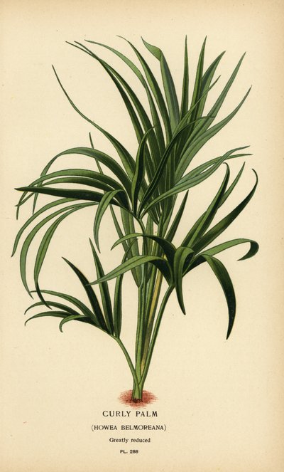 Krøllet håndflade, Howea belmoreana. Sårbar. Kromolitografi fra en illustration af Desire Bois fra Edward Step