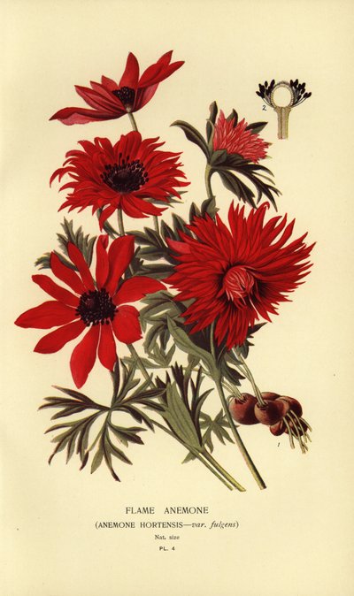 Flammeanemone, Anemone hortensis. af Désiré Georges Jean Marie Bois