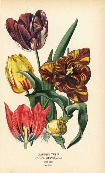 Havetulipan, Tulipa gesneriana. Kromolitografi fra en illustration af Desire Bois fra Edward Step