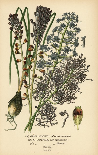 Druehyacint, Leopoldia comosa (Muscari comosum, var. monstrosum, var. plumosa). Kromolitografi fra en illustration af Desire Bois fra Edward Step