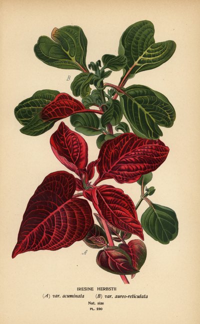 Herbsts blodbladssorter, Iresine herbstii a) var. acuminata, b) var. aureo-reticulata. Kromolitografi fra en illustration af Desire Bois fra Edward Step