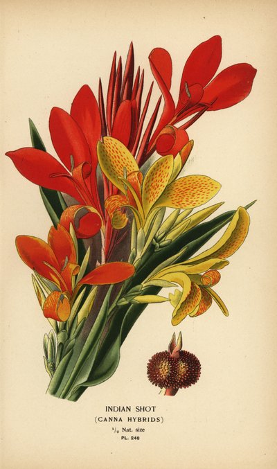 Indisk skud, Canna indica hybrider. Kromolitografi fra en illustration af Desire Bois fra Edward Step