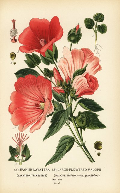 Lavatera trimestris og Malope trifida. af Désiré Georges Jean Marie Bois