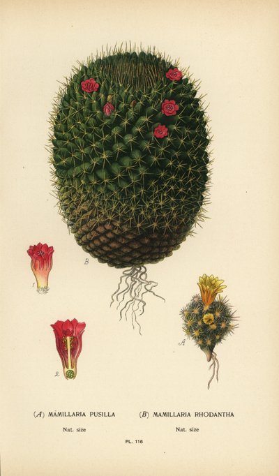 Mammillaria prolifera og Mammillaria rhodantha. af Désiré Georges Jean Marie Bois