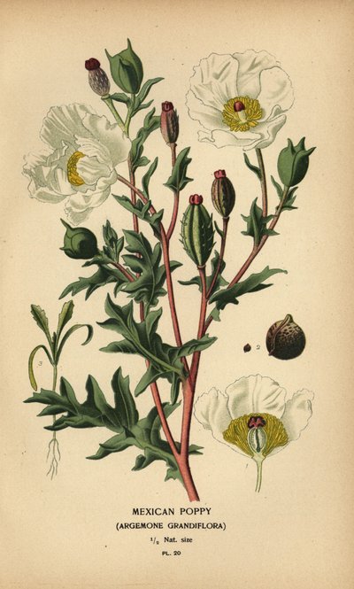 Mexicansk valmue, Argemone grandiflora. af Désiré Georges Jean Marie Bois