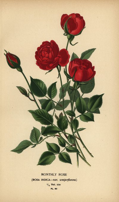 Månedsrose, Rosa chinensis var. semperflorens. af Désiré Georges Jean Marie Bois