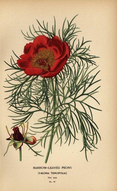 Smalbladet pæon, Paeonia tenuifolia, af Désiré Georges Jean Marie Bois
