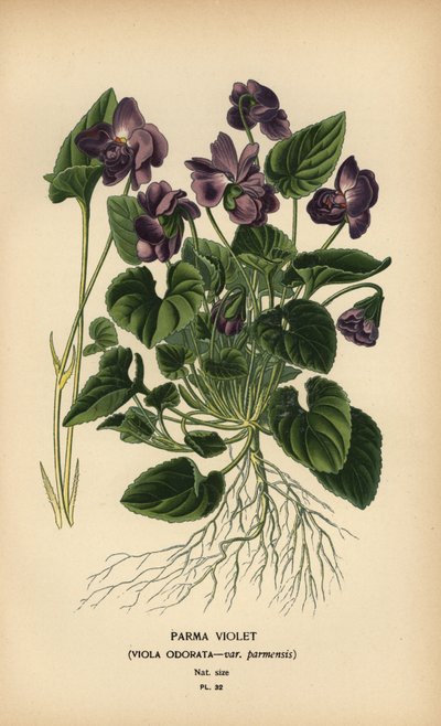 Parma viol, viola duft. af Désiré Georges Jean Marie Bois