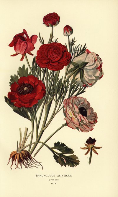 Persiske ranunkler, Ranunculus asiatica. af Désiré Georges Jean Marie Bois