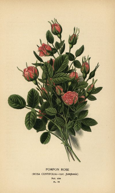 Pompon rose, Rosa centifolia var. pompony. af Désiré Georges Jean Marie Bois