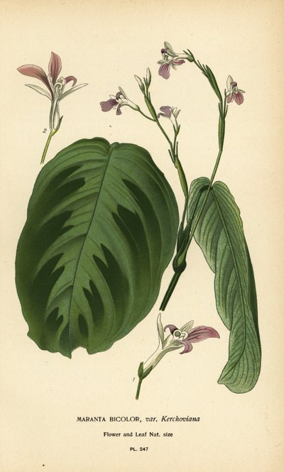 Bønneplante, Maranta leuconeura (Maranta bicolor var. Kerchoviana). Kromolitografi fra en illustration af Desire Bois fra Edward Step