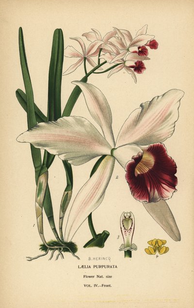 Lilla-farvet laelia-orkidé, Cattleya purpurata (Laelia purpurata). Kromolitografi fra en illustration af B. Herincq fra Edward Step