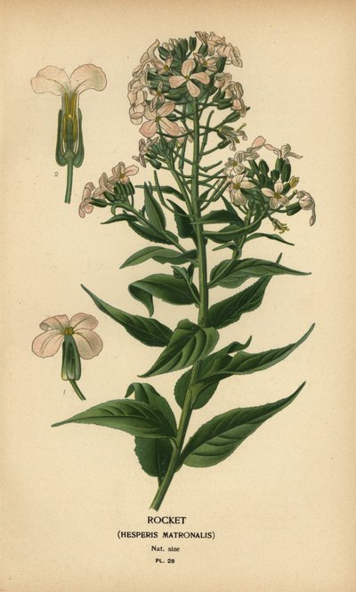 Rocket, Hespers matrone. af Désiré Georges Jean Marie Bois