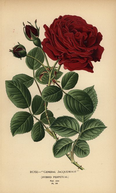 Rose General Jacqueminot, evigvarende hybrid. af Désiré Georges Jean Marie Bois