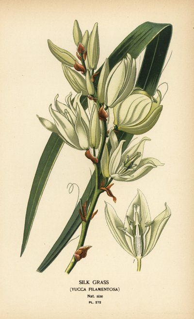 Silkegræs, Yucca filamentosa. Kromolitografi fra en illustration af Desire Bois fra Edward Step