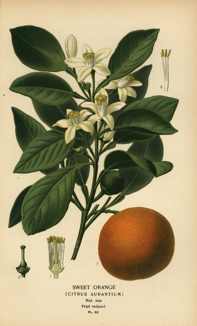 Sød appelsin, Citrus x aurantium. af Désiré Georges Jean Marie Bois