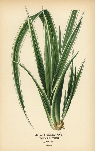 Tahitisk skruefyr, Pandanus tectorius (Veitchs skruefyr, Pandanus veitchii). Kromolitografi fra en illustration af Desire Bois fra Edward Step