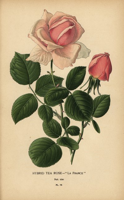 Te rose hybrid, La France, Rosa × odorata. af Désiré Georges Jean Marie Bois