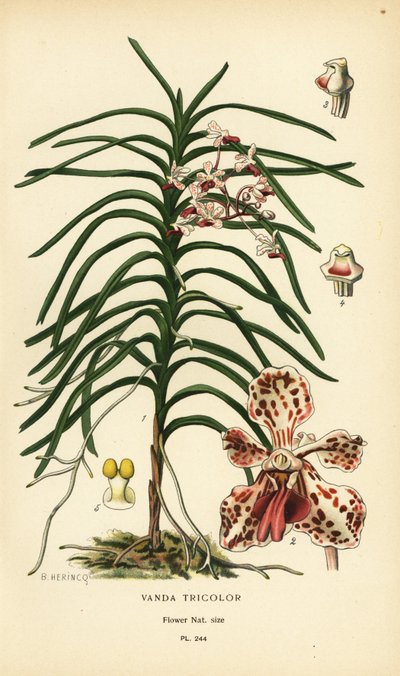 Vanda tricolor orkidé. Kromolitografi fra en illustration af B. Herincq fra Edward Step