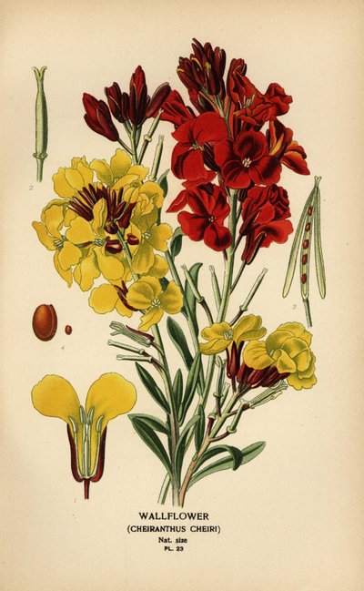 Vægblomster, Erysimum × cheiri. af Désiré Georges Jean Marie Bois