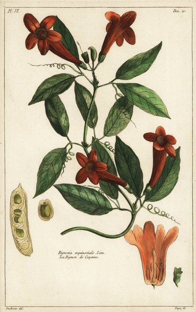 Hvidløgsvin, Bignonia equinoctialis, Linn af Duchesne Duchesne