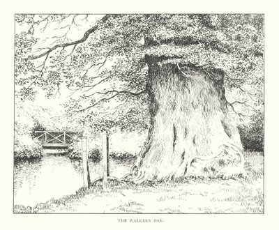The Walkern Oak (litografi) af Duncan Moul