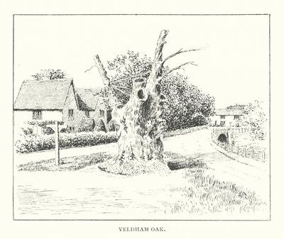 Yeldham Oak (litografi) af Duncan Moul