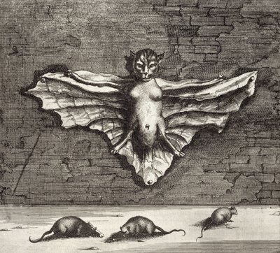 En flagermus kendt som en flyvende kat, fra Kina Illustreret af Athanasius Kircher (1601-80) 1667 af Dutch School