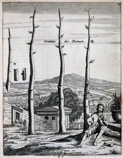 Frugttræer, fra De Nederlandze Hesperides af Jan Commelin, udgivet 1676 af Dutch School