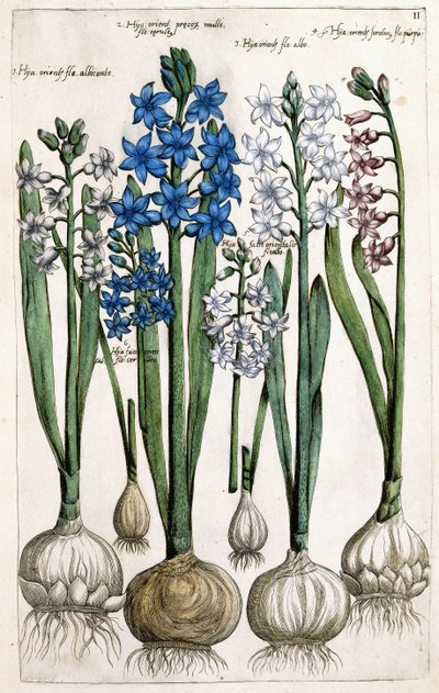 Hyacinter, 1631-1647 af Dutch School