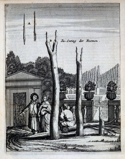 Lime and Orange Trees, fra De Nederlandze Hesperides af Jan Commelin, udgivet 1676 af Dutch School