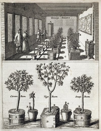 Orangeri, fra De Nederlandze Hesperides af Jan Commelin, udgivet 1676 af Dutch School