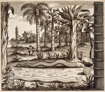 Stenslangen, fra Kina Illustreret af Athanasius Kircher (1601-80) 1667 af Dutch School